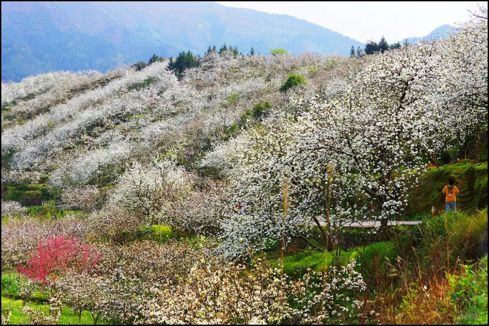 【春天,广西桂林灌阳县向您发出邀请!】我们在灌阳看梨花 - 游山玩水 - 商丘生活社区 - 商丘28生活网 sq.28life.net