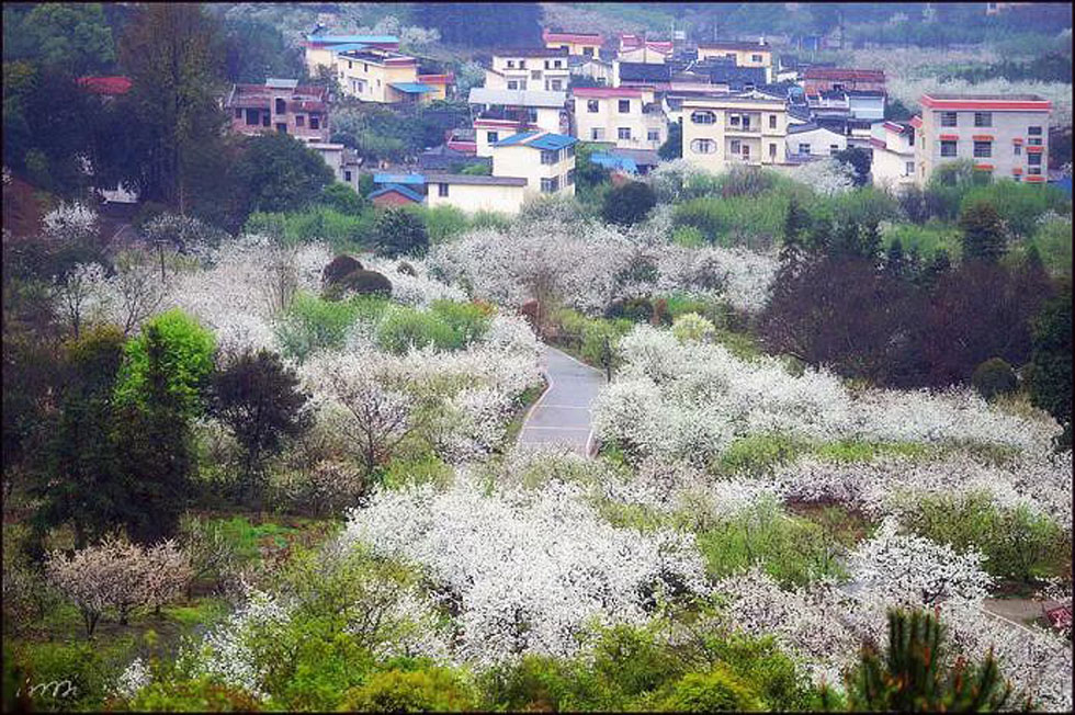 【春天,广西桂林灌阳县向您发出邀请!】我们在灌阳看梨花 - 游山玩水 - 商丘生活社区 - 商丘28生活网 sq.28life.net