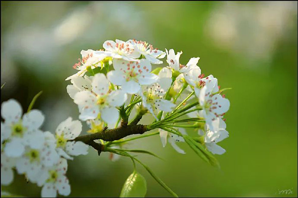 【春天,广西桂林灌阳县向您发出邀请!】我们在灌阳看梨花 - 游山玩水 - 商丘生活社区 - 商丘28生活网 sq.28life.net