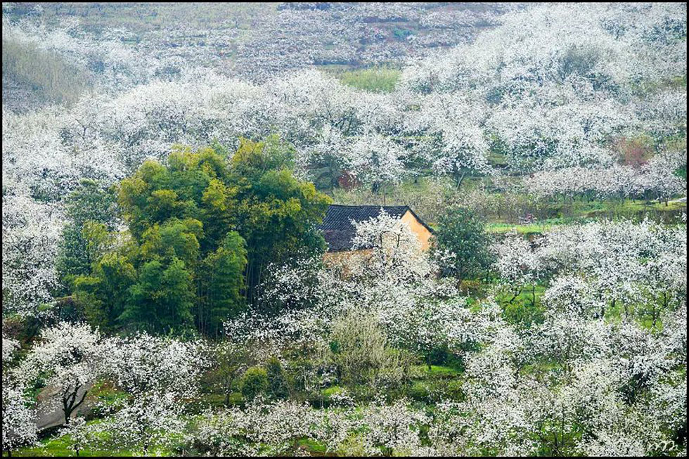 【春天,广西桂林灌阳县向您发出邀请!】我们在灌阳看梨花 - 游山玩水 - 商丘生活社区 - 商丘28生活网 sq.28life.net