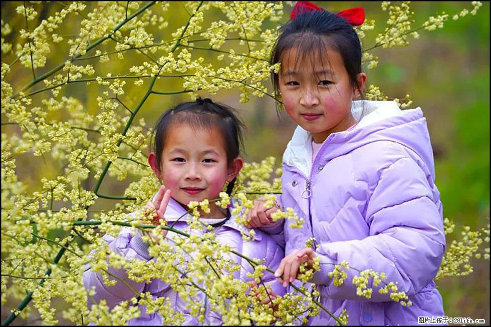 【春天，广西桂林灌阳县向您发出邀请！】米珠山前有片山苍子花在飘香 - 游山玩水 - 商丘生活社区 - 商丘28生活网 sq.28life.net