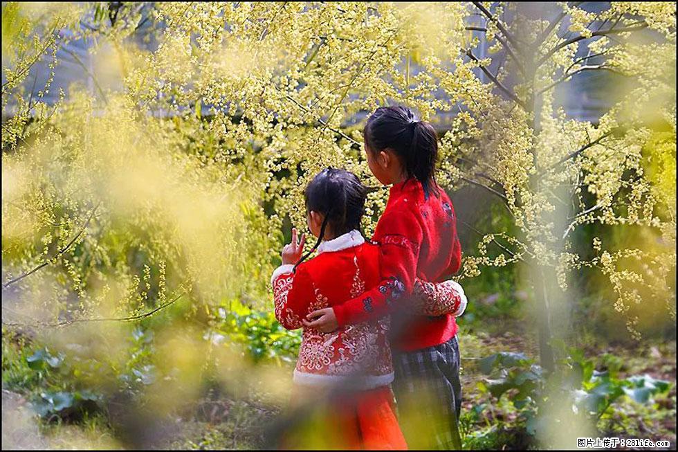 【春天，广西桂林灌阳县向您发出邀请！】米珠山前有片山苍子花在飘香 - 游山玩水 - 商丘生活社区 - 商丘28生活网 sq.28life.net