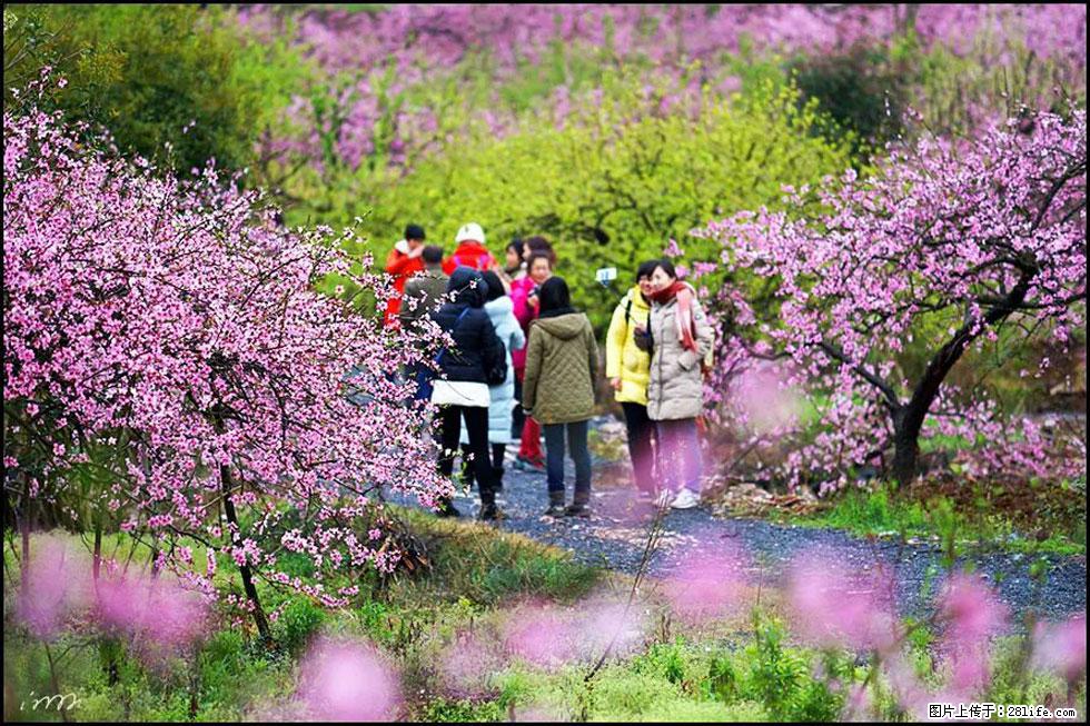 【春天，广西桂林灌阳县向您发出邀请！】官庄村有个醉美的桃花园 - 游山玩水 - 商丘生活社区 - 商丘28生活网 sq.28life.net