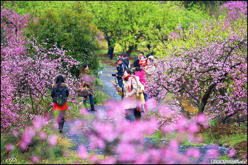 【春天，广西桂林灌阳县向您发出邀请！】官庄村有个醉美的桃花园 - 游山玩水 - 商丘生活社区 - 商丘28生活网 sq.28life.net