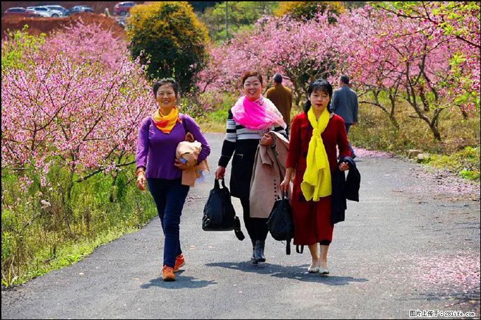【春天，广西桂林灌阳县向您发出邀请！】官庄村有个醉美的桃花园 - 游山玩水 - 商丘生活社区 - 商丘28生活网 sq.28life.net