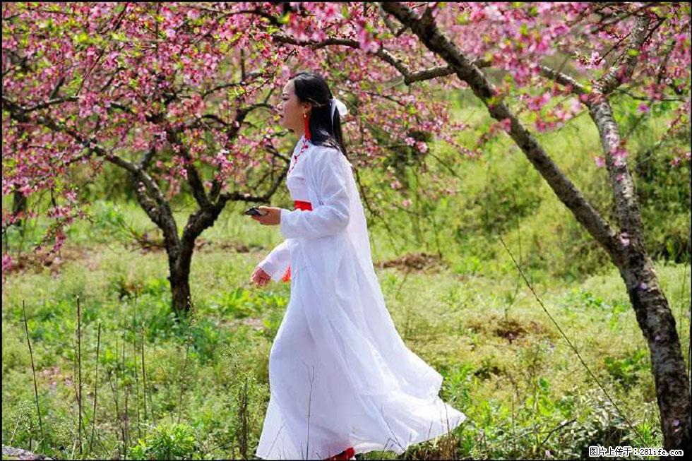 【春天，广西桂林灌阳县向您发出邀请！】官庄村有个醉美的桃花园 - 游山玩水 - 商丘生活社区 - 商丘28生活网 sq.28life.net