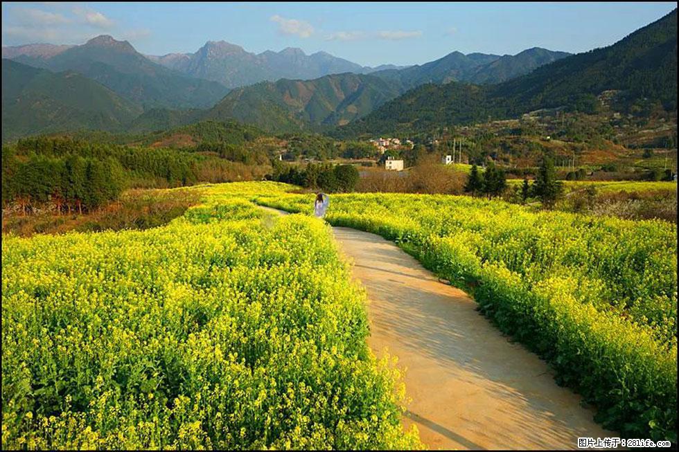 【春天，广西桂林灌阳县向您发出邀请！】长坪村油菜盛情花开 - 游山玩水 - 商丘生活社区 - 商丘28生活网 sq.28life.net