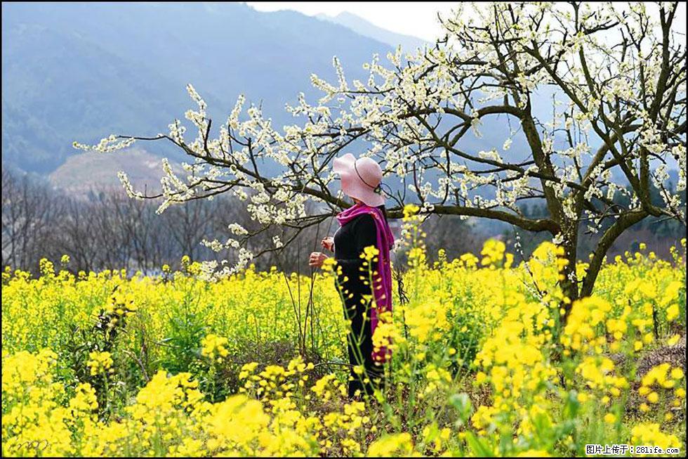 【春天，广西桂林灌阳县向您发出邀请！】长坪村油菜盛情花开 - 游山玩水 - 商丘生活社区 - 商丘28生活网 sq.28life.net