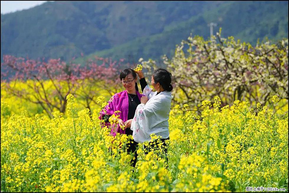 【春天，广西桂林灌阳县向您发出邀请！】长坪村油菜盛情花开 - 游山玩水 - 商丘生活社区 - 商丘28生活网 sq.28life.net