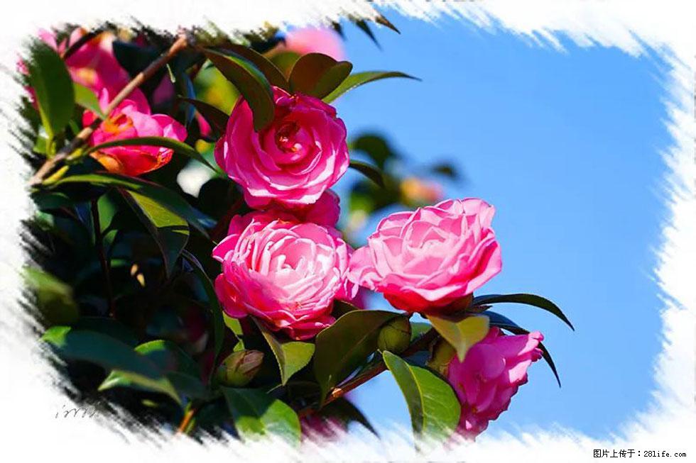 【春天，广西桂林灌阳县向您发出邀请！】杨柳井茶花惹人爱 - 游山玩水 - 商丘生活社区 - 商丘28生活网 sq.28life.net