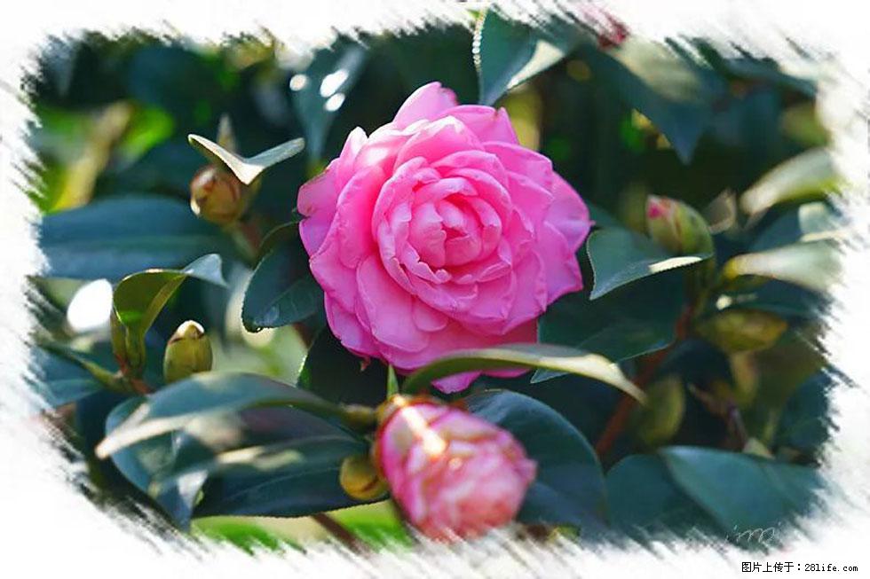 【春天，广西桂林灌阳县向您发出邀请！】杨柳井茶花惹人爱 - 游山玩水 - 商丘生活社区 - 商丘28生活网 sq.28life.net