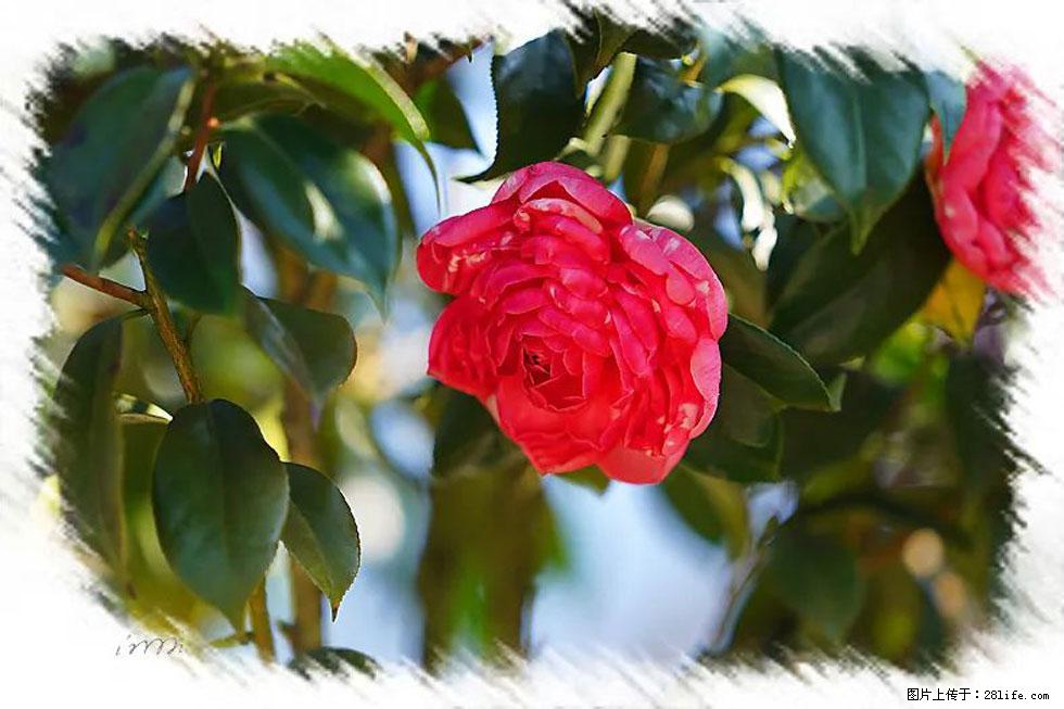 【春天，广西桂林灌阳县向您发出邀请！】杨柳井茶花惹人爱 - 游山玩水 - 商丘生活社区 - 商丘28生活网 sq.28life.net