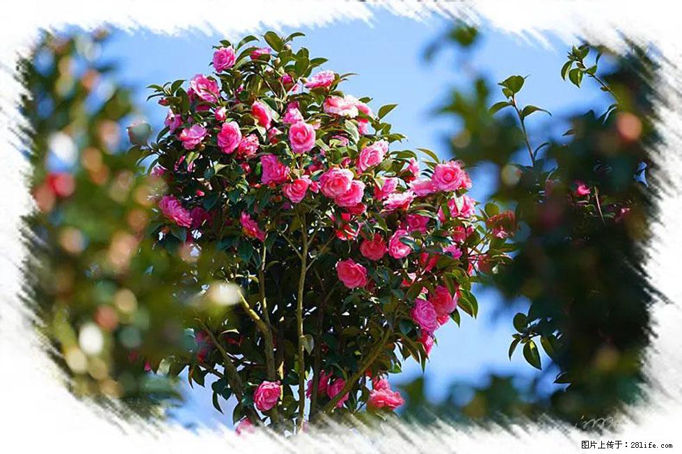 【春天，广西桂林灌阳县向您发出邀请！】杨柳井茶花惹人爱 - 游山玩水 - 商丘生活社区 - 商丘28生活网 sq.28life.net