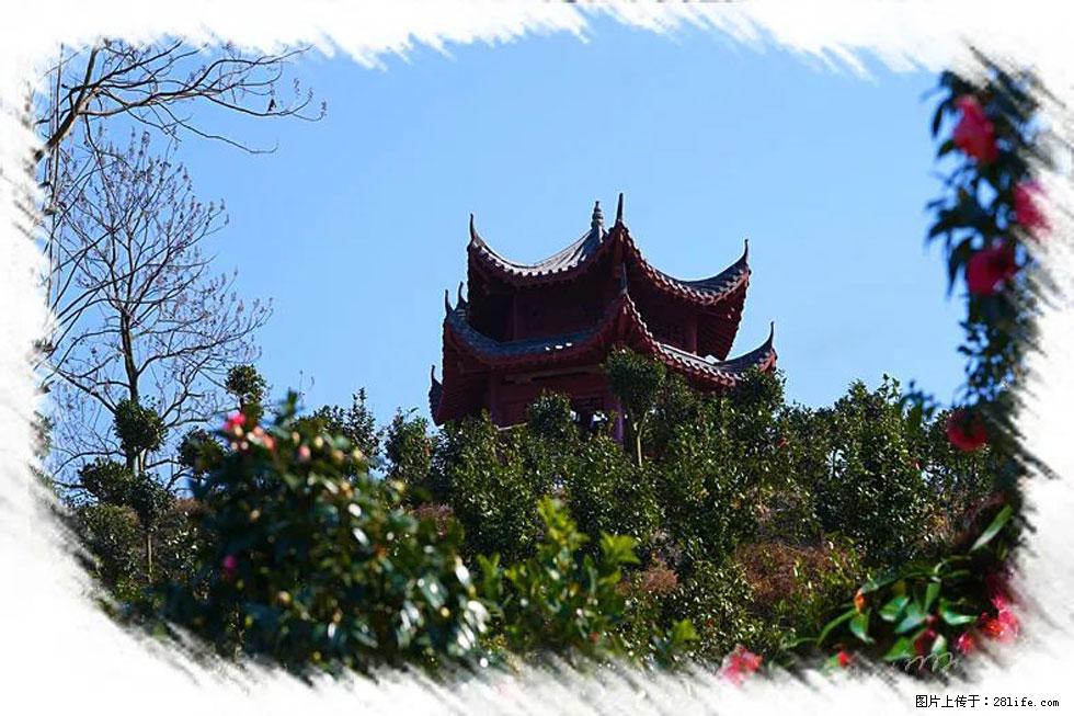 【春天，广西桂林灌阳县向您发出邀请！】杨柳井茶花惹人爱 - 游山玩水 - 商丘生活社区 - 商丘28生活网 sq.28life.net