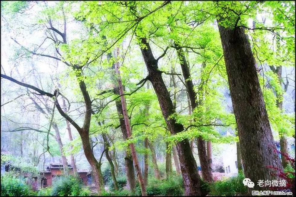【春天，广西桂林灌阳县向您发出邀请！】在小龙村与春天约会 - 游山玩水 - 商丘生活社区 - 商丘28生活网 sq.28life.net