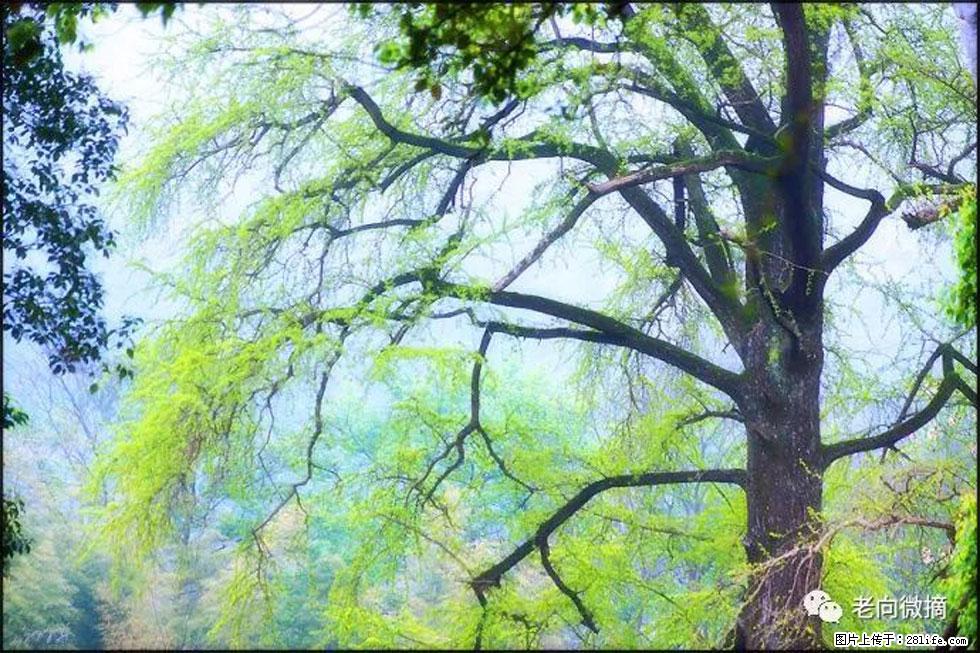 【春天，广西桂林灌阳县向您发出邀请！】在小龙村与春天约会 - 游山玩水 - 商丘生活社区 - 商丘28生活网 sq.28life.net
