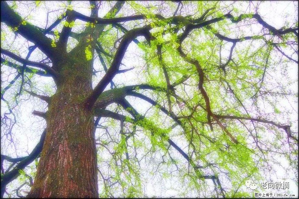【春天，广西桂林灌阳县向您发出邀请！】在小龙村与春天约会 - 游山玩水 - 商丘生活社区 - 商丘28生活网 sq.28life.net
