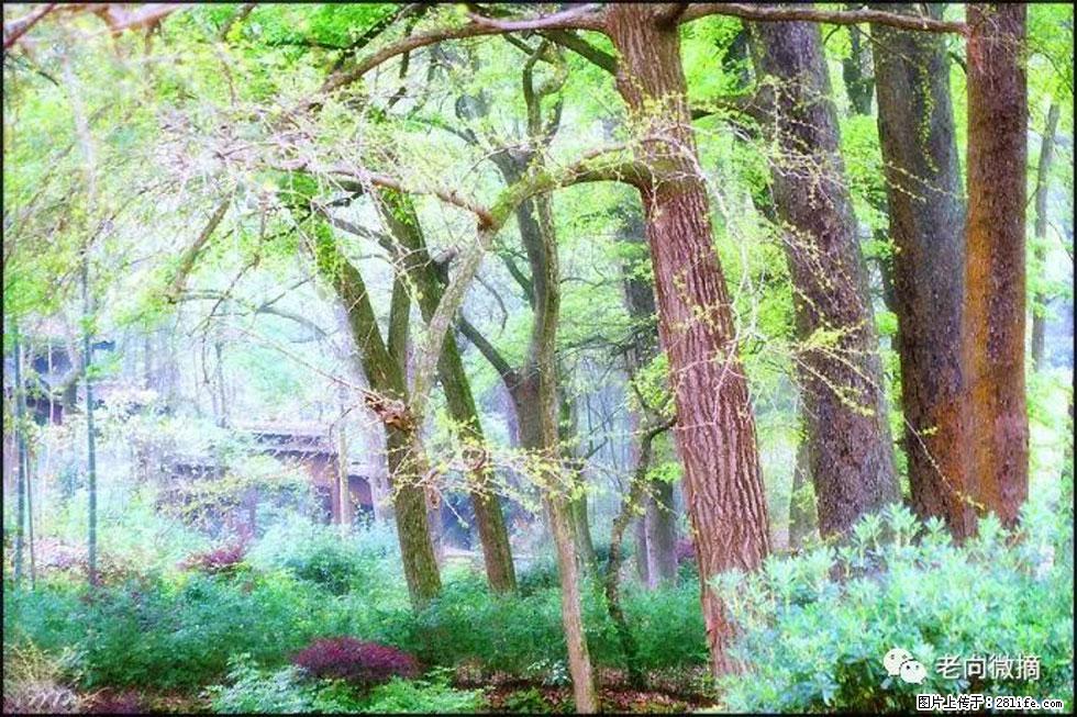 【春天，广西桂林灌阳县向您发出邀请！】在小龙村与春天约会 - 游山玩水 - 商丘生活社区 - 商丘28生活网 sq.28life.net