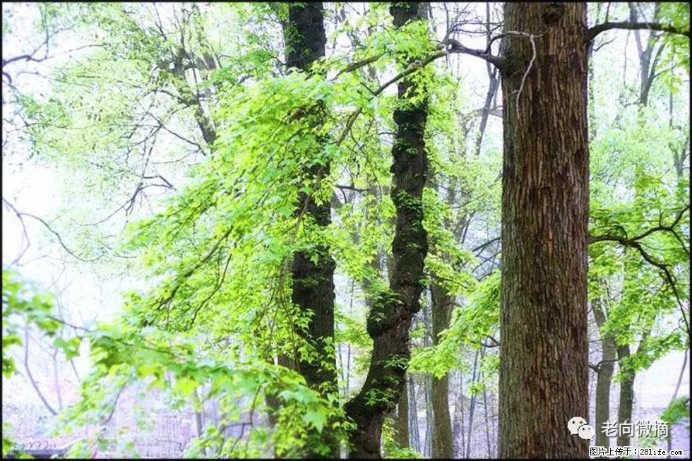 【春天，广西桂林灌阳县向您发出邀请！】在小龙村与春天约会 - 游山玩水 - 商丘生活社区 - 商丘28生活网 sq.28life.net