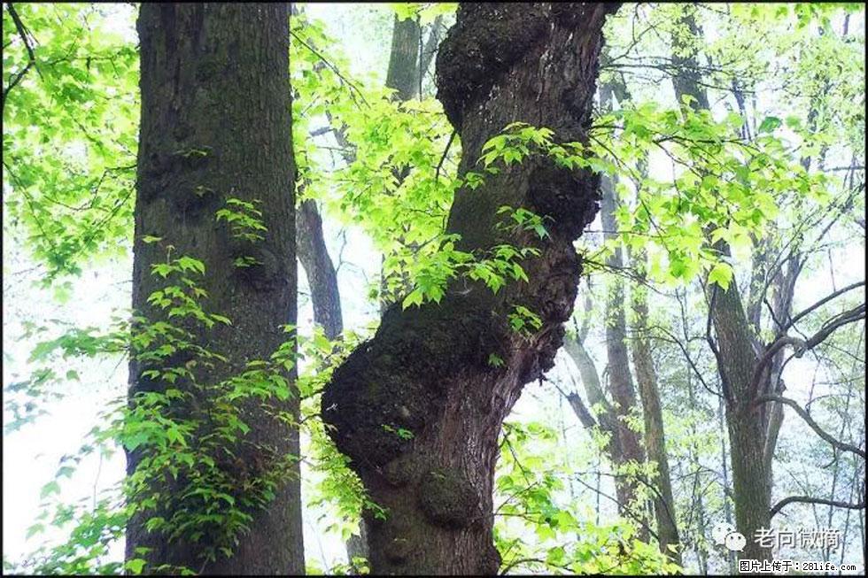 【春天，广西桂林灌阳县向您发出邀请！】在小龙村与春天约会 - 游山玩水 - 商丘生活社区 - 商丘28生活网 sq.28life.net