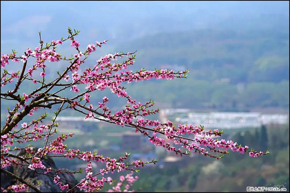 【春天，广西桂林灌阳县向您发出邀请！】望月岭上桃花开 - 游山玩水 - 商丘生活社区 - 商丘28生活网 sq.28life.net
