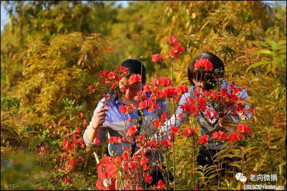 【春天，广西桂林灌阳县向您发出邀请！】登麒麟山，相约映山红 - 游山玩水 - 商丘生活社区 - 商丘28生活网 sq.28life.net