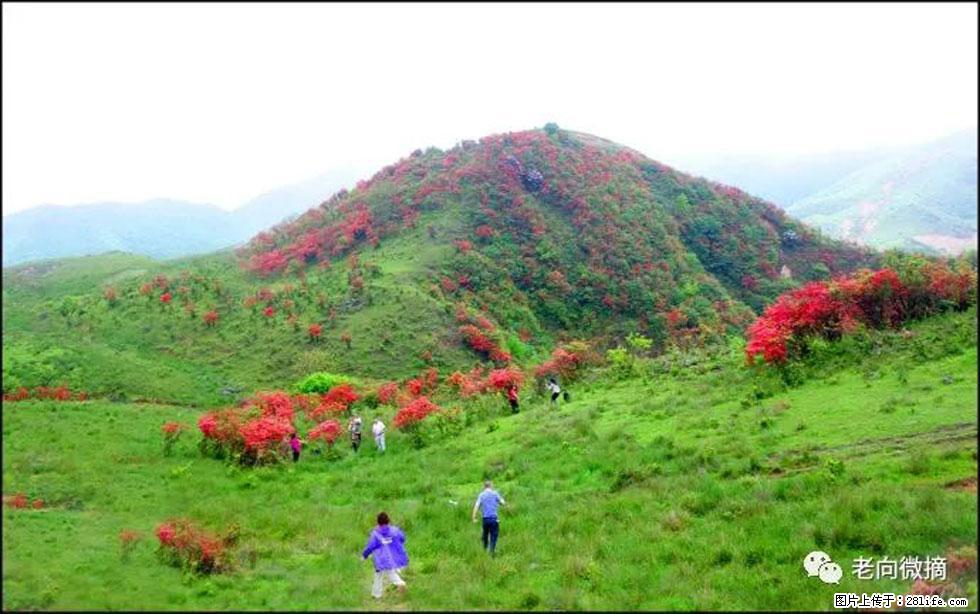 【春天，广西桂林灌阳县向您发出邀请！】宝盖山上映山红 - 游山玩水 - 商丘生活社区 - 商丘28生活网 sq.28life.net