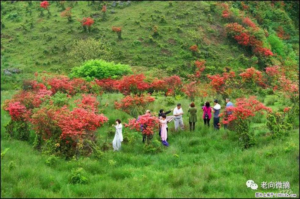 【春天，广西桂林灌阳县向您发出邀请！】宝盖山上映山红 - 游山玩水 - 商丘生活社区 - 商丘28生活网 sq.28life.net