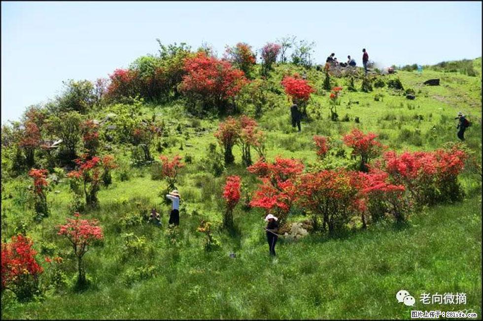 【春天，广西桂林灌阳县向您发出邀请！】宝盖山上映山红 - 游山玩水 - 商丘生活社区 - 商丘28生活网 sq.28life.net