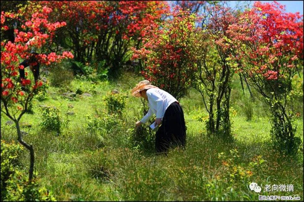 【春天，广西桂林灌阳县向您发出邀请！】宝盖山上映山红 - 游山玩水 - 商丘生活社区 - 商丘28生活网 sq.28life.net