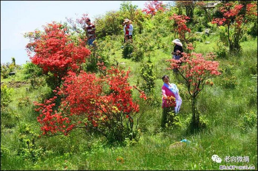 【春天，广西桂林灌阳县向您发出邀请！】宝盖山上映山红 - 游山玩水 - 商丘生活社区 - 商丘28生活网 sq.28life.net
