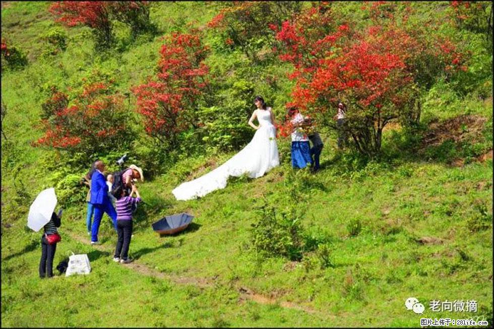【春天，广西桂林灌阳县向您发出邀请！】宝盖山上映山红 - 游山玩水 - 商丘生活社区 - 商丘28生活网 sq.28life.net