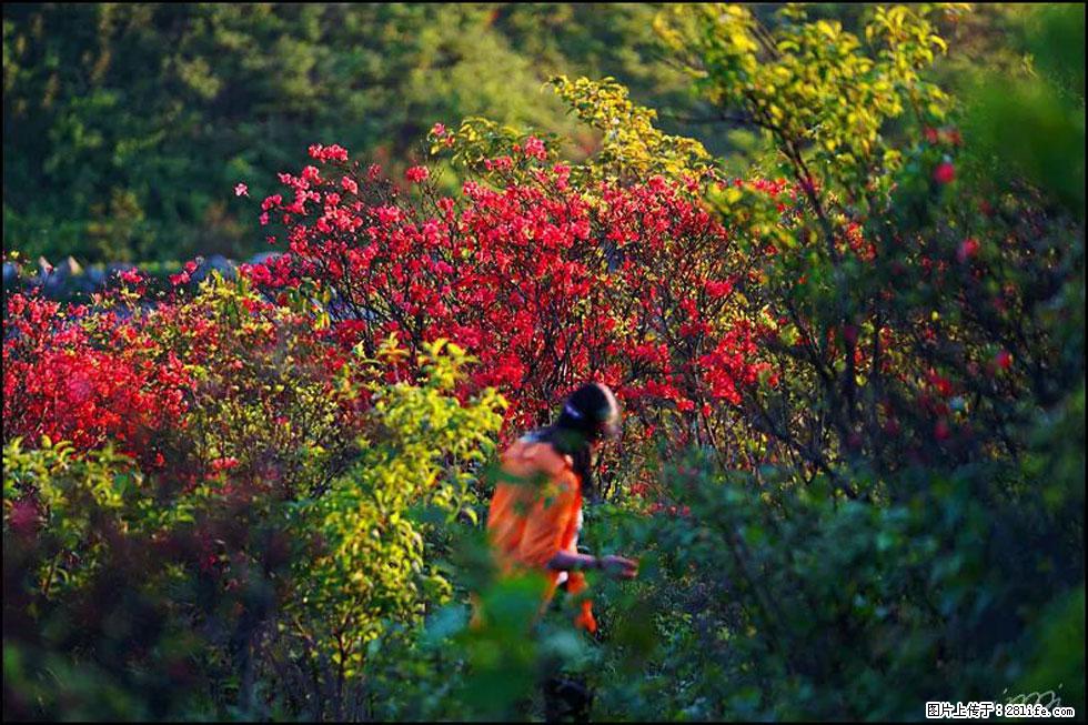 【春天，广西桂林灌阳县向您发出邀请！】春木界上映山红 - 游山玩水 - 商丘生活社区 - 商丘28生活网 sq.28life.net