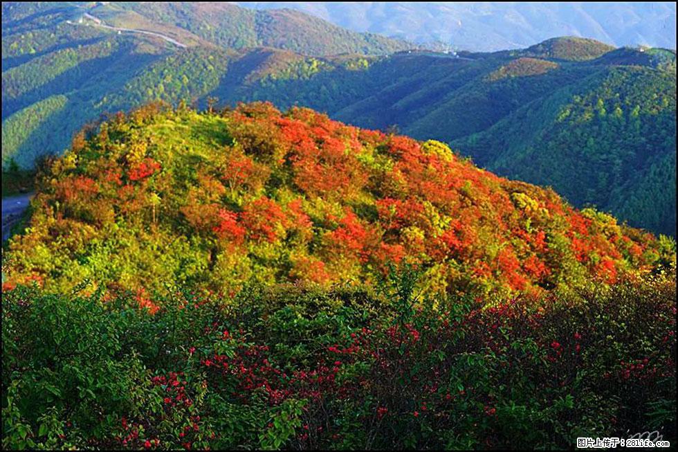 【春天，广西桂林灌阳县向您发出邀请！】春木界上映山红 - 游山玩水 - 商丘生活社区 - 商丘28生活网 sq.28life.net