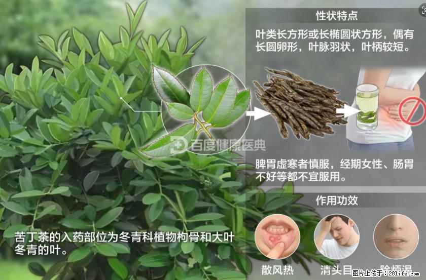 苦丁茶有哪些功效和作用 - 生活百科 - 商丘生活社区 - 商丘28生活网 sq.28life.net