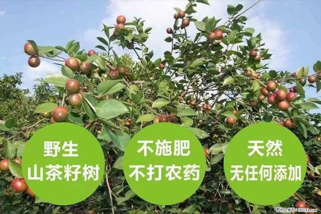【灌阳县油茶产业示范区】一个有着充实的精神生活的人,对待身外之物自会有一种淡泊的态度 - 美食天地 - 商丘生活社区 - 商丘28生活网 sq.28life.net