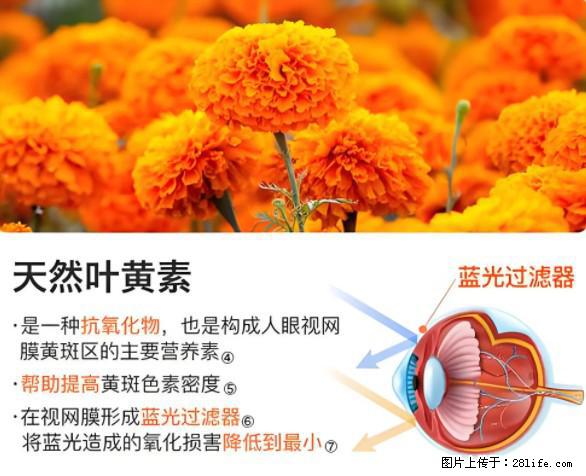 叶黄素有什么功效和作用 - 生活百科 - 商丘生活社区 - 商丘28生活网 sq.28life.net