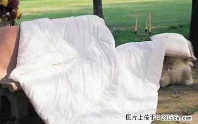 被子有异味？只要这样做，比晒太阳还强100倍！ - 家居生活 - 商丘生活社区 - 商丘28生活网 sq.28life.net