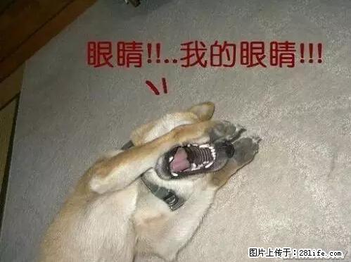 笑癫了！一女的怀孕三年未生，他终于忍不住了... - 娱乐八卦 - 商丘生活社区 - 商丘28生活网 sq.28life.net