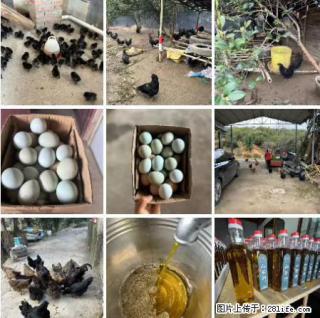 油茶园从小鸡仔开始养起的纯土鸡、土鸡蛋可以预定啦！还有前几天刚榨的纯山茶油哦 - 商丘28生活网 sq.28life.net