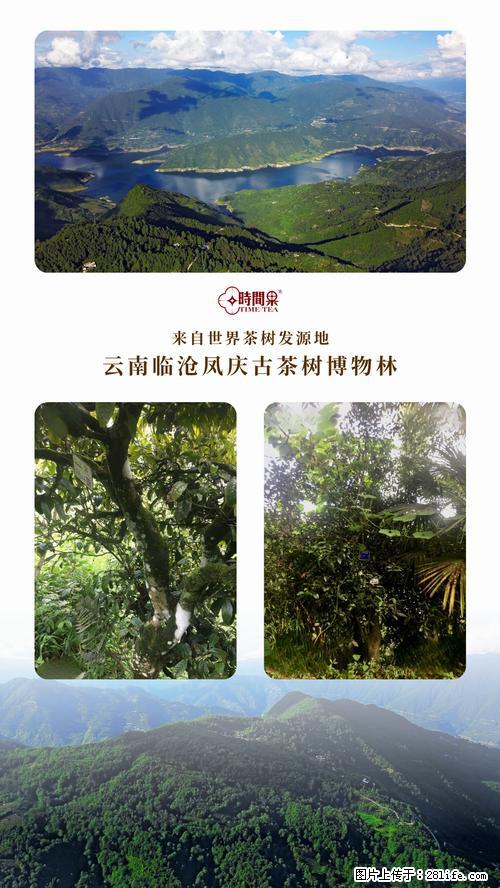 时间果百年古树2025年春红茶 - 购物交流 - 商丘生活社区 - 商丘28生活网 sq.28life.net