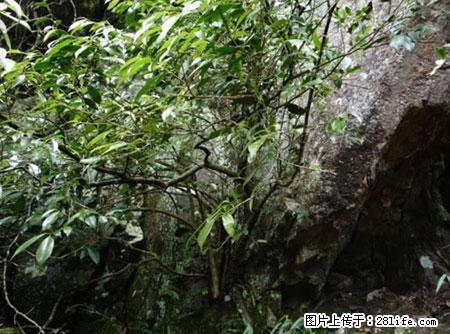 平乐石崖茶，珍贵仅次于金花茶 - 商丘生活资讯 - 商丘28生活网 sq.28life.net