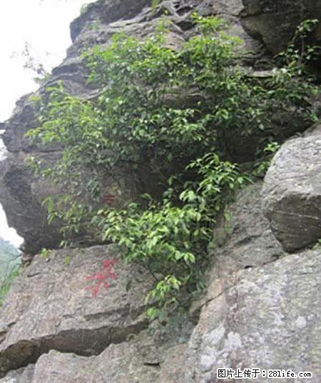 平乐石崖茶，珍贵仅次于金花茶 - 商丘生活资讯 - 商丘28生活网 sq.28life.net