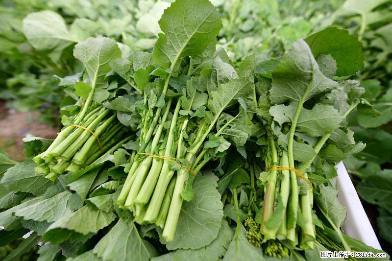 这些蔬菜是“天然钙片”，这6种被医生重点推荐 - 商丘生活资讯 - 商丘28生活网 sq.28life.net